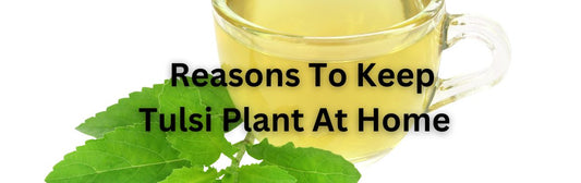 Khao Bhi Lagao Bhi- Tulsi Holy Basil