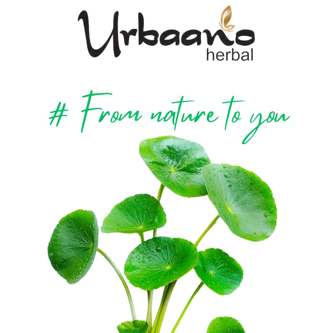 urbaano herbal gotukola extract diy beauty skincare hack water soluble natural & pure