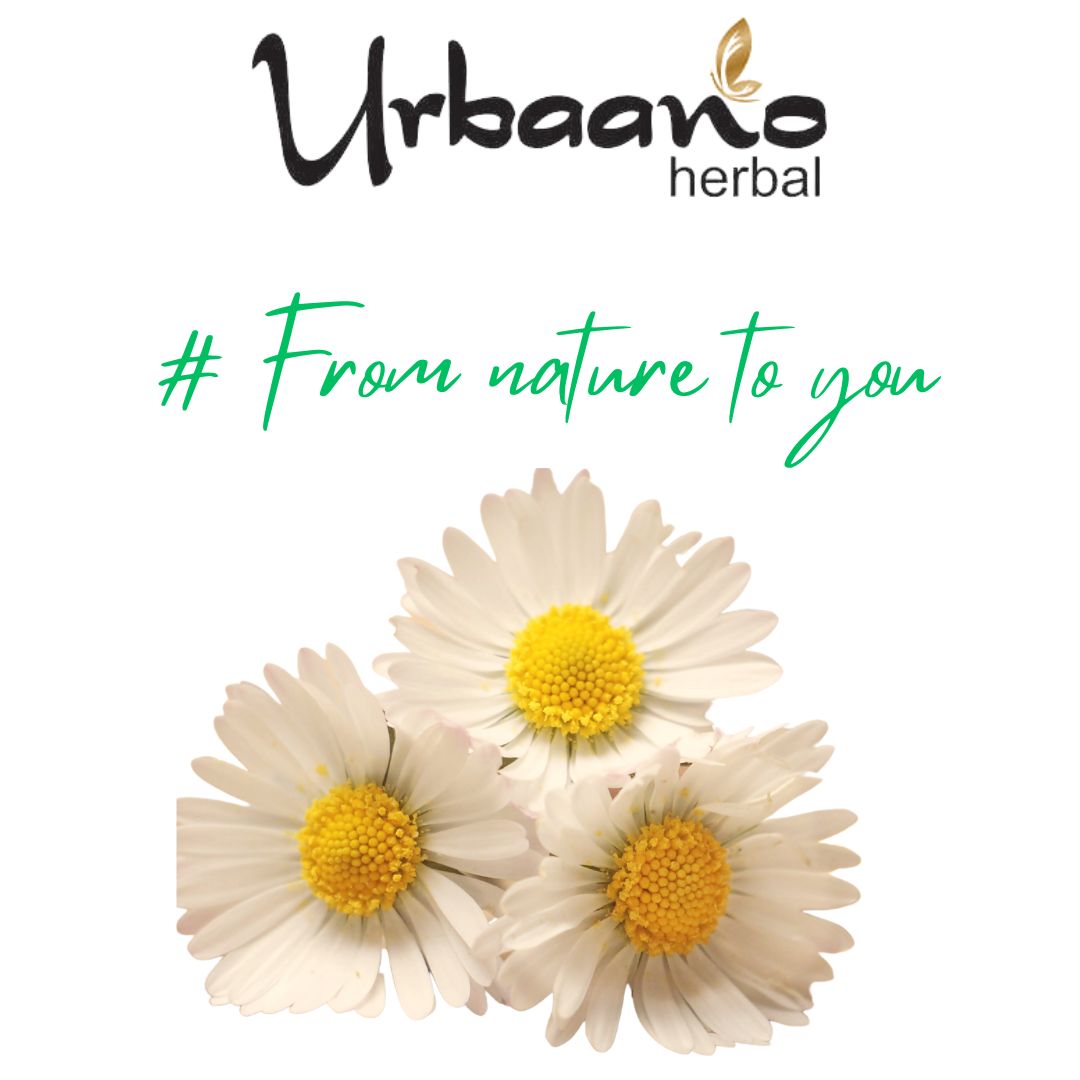 urbaano herbal diy beauty hack with daisy flower natural, pure